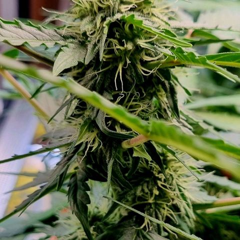 Amnesia Haze Auto growlog timeline photo