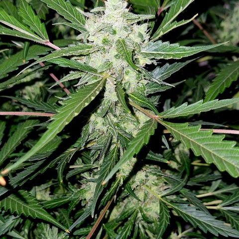 Royal Bluematic growlog timeline photo