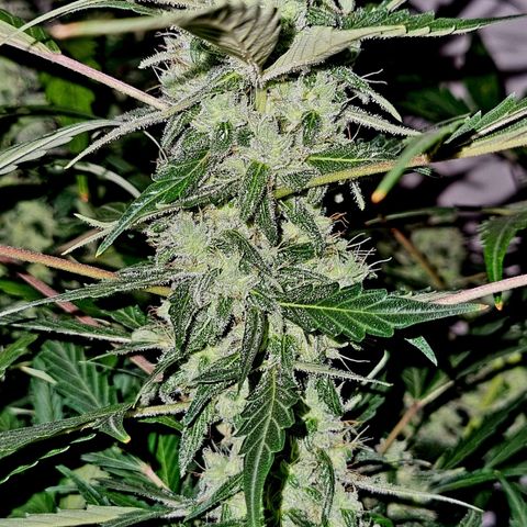 Royal Bluematic growlog timeline photo