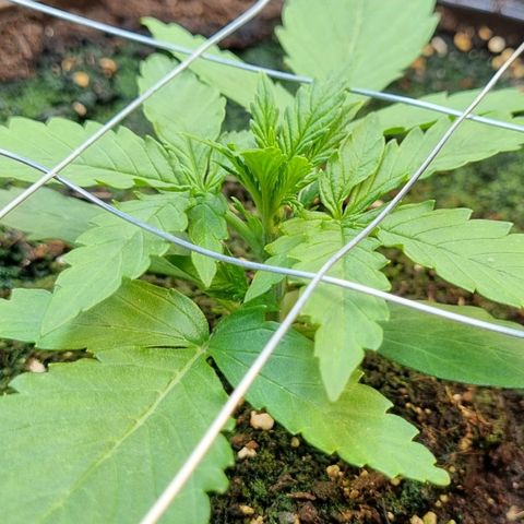 Medusa F1 Auto growlog timeline photo