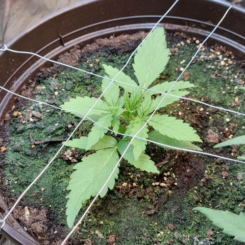 Medusa F1 Auto growlog timeline photo