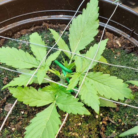 Medusa F1 Auto growlog timeline photo