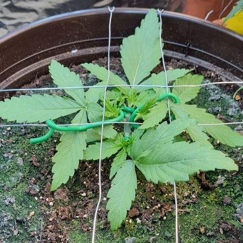 Medusa F1 Auto growlog timeline photo