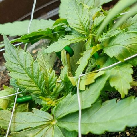 Medusa F1 Auto growlog timeline photo
