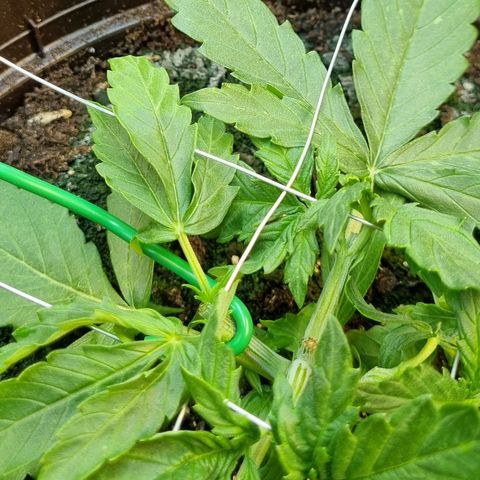 Medusa F1 Auto growlog timeline photo