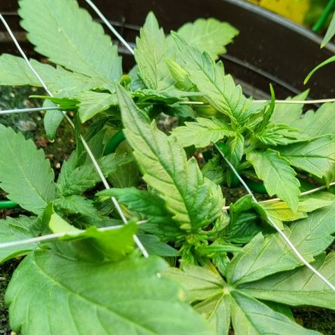 Medusa F1 Auto growlog timeline photo