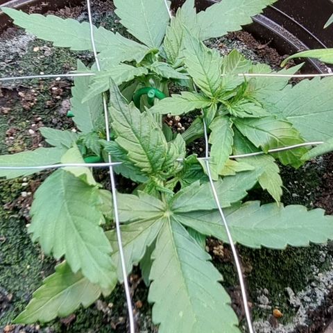 Medusa F1 Auto growlog timeline photo