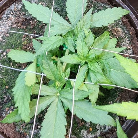 Medusa F1 Auto growlog timeline photo