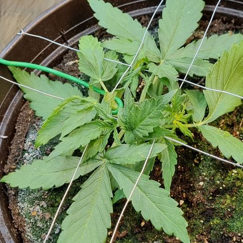 Medusa F1 Auto growlog timeline photo