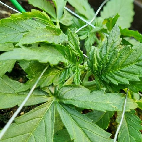 Medusa F1 Auto growlog timeline photo