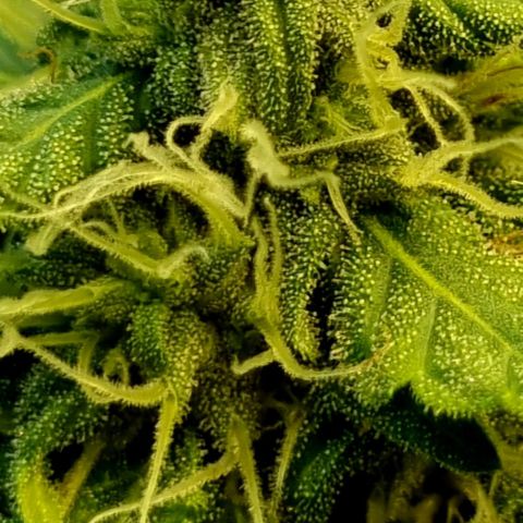 Amnesia Haze Auto growlog timeline photo