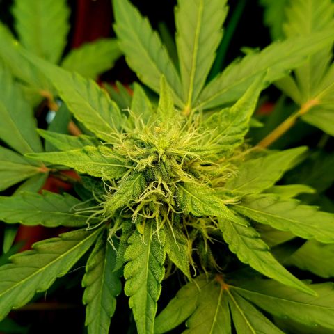 Amnesia Haze Auto growlog timeline photo