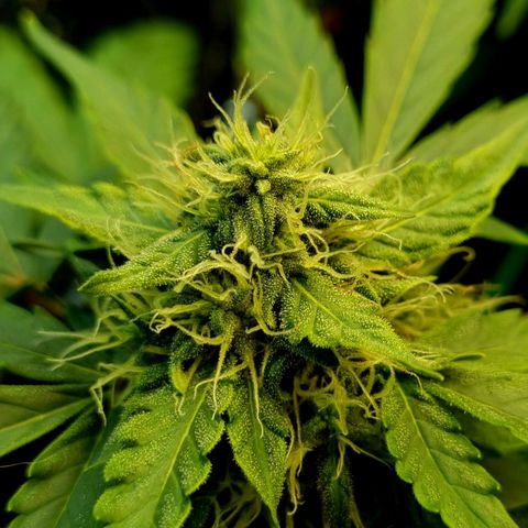 Amnesia Haze Auto growlog timeline photo
