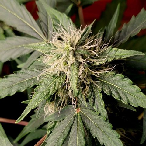 Amnesia Haze Auto growlog timeline photo