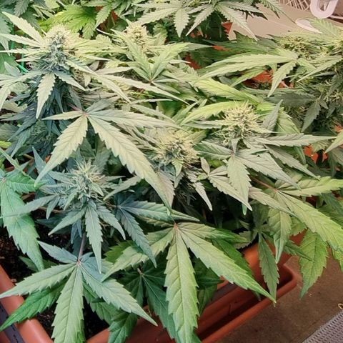 Amnesia Haze Auto growlog timeline photo