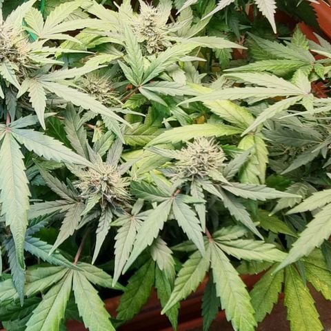 Amnesia Haze Auto growlog timeline photo