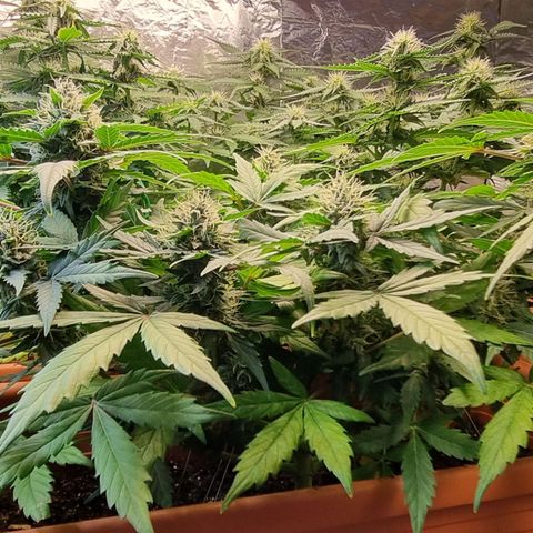 Amnesia Haze Auto growlog timeline photo