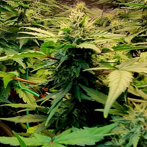 Amnesia Haze Auto growlog timeline photo