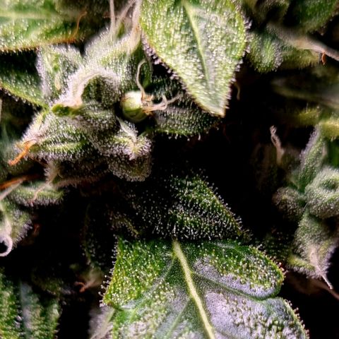 Royal Bluematic growlog timeline photo