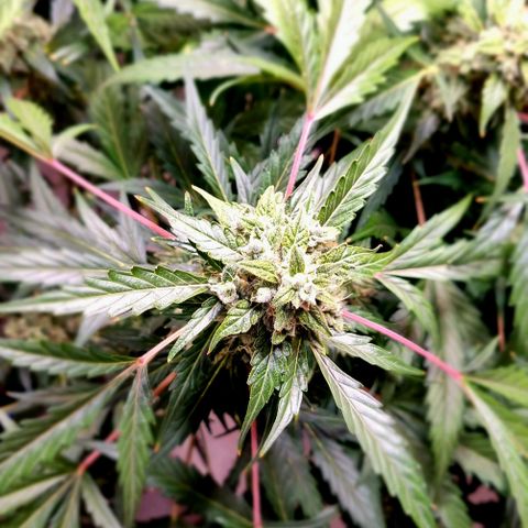 Royal Bluematic growlog timeline photo