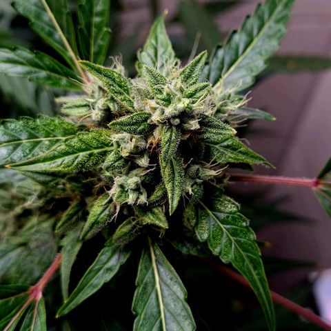 Royal Bluematic growlog timeline photo
