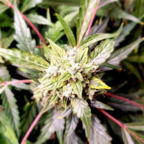 Royal Bluematic growlog timeline photo
