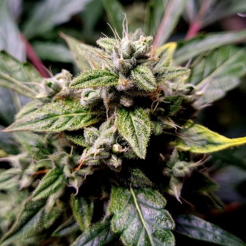 Royal Bluematic growlog timeline photo