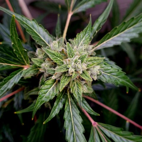 Royal Bluematic growlog timeline photo
