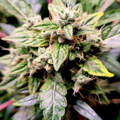 Royal Bluematic growlog timeline photo