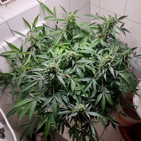 Royal Bluematic growlog timeline photo