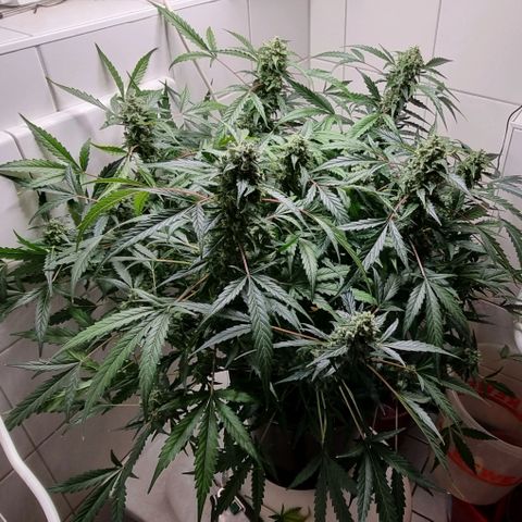 Royal Bluematic growlog timeline photo