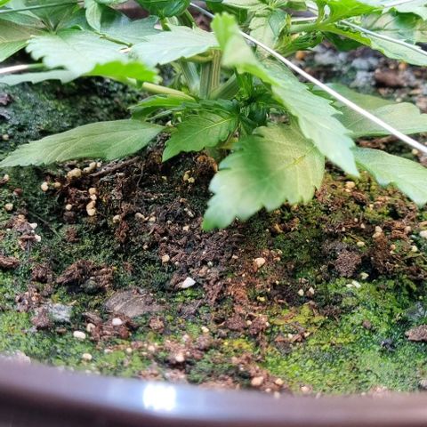 Medusa F1 Auto growlog timeline photo