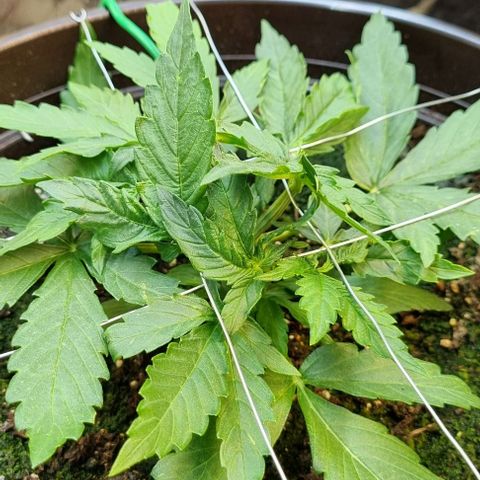 Medusa F1 Auto growlog timeline photo