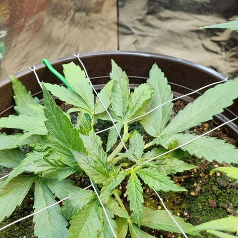 Medusa F1 Auto growlog timeline photo