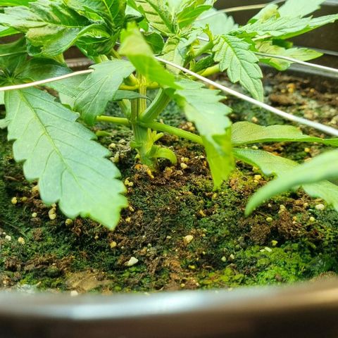Medusa F1 Auto growlog timeline photo