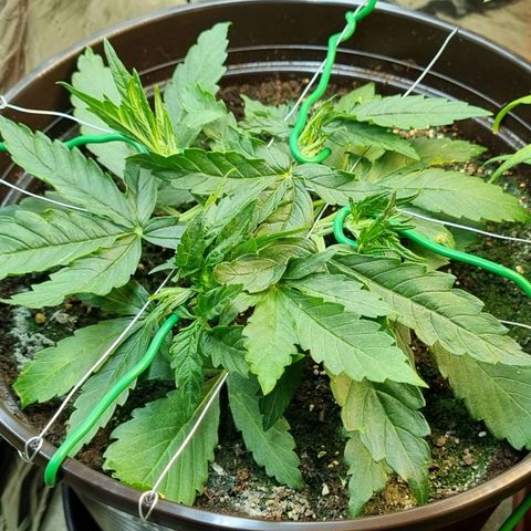 Medusa F1 Auto growlog timeline photo