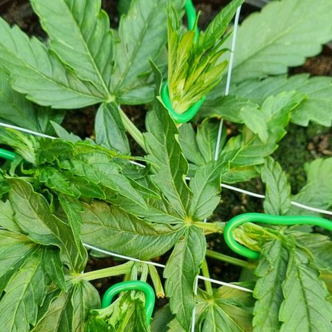 Medusa F1 Auto growlog timeline photo