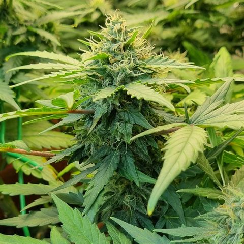 Amnesia Haze Auto growlog timeline photo
