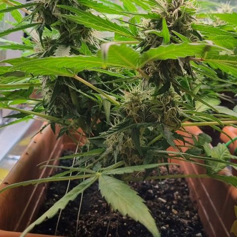 Amnesia Haze Auto growlog timeline photo