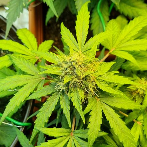 Amnesia Haze Auto growlog timeline photo