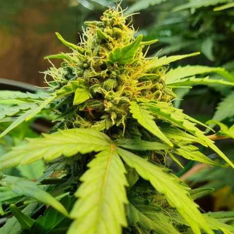 Amnesia Haze Auto growlog timeline photo