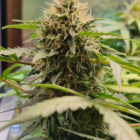 Amnesia Haze Auto growlog timeline photo