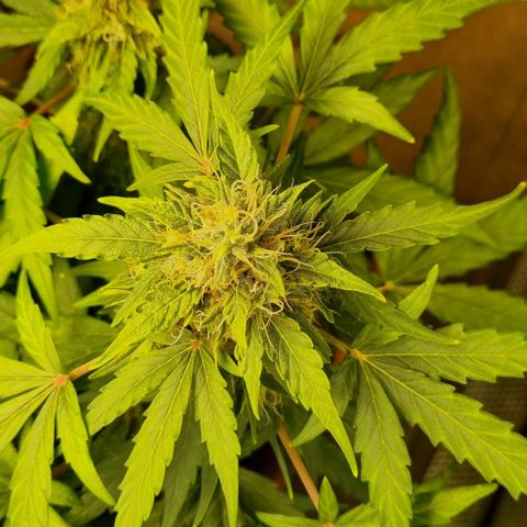 Amnesia Haze Auto growlog timeline photo