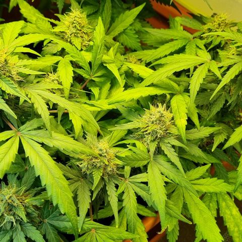 Amnesia Haze Auto growlog timeline photo