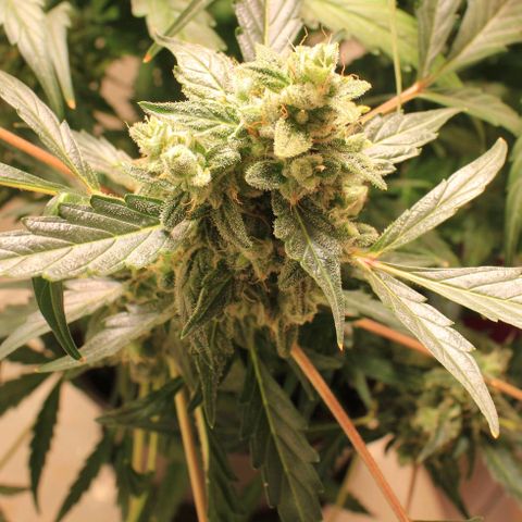 Royal Bluematic growlog timeline photo