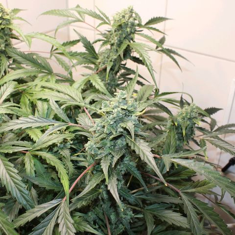 Royal Bluematic growlog timeline photo