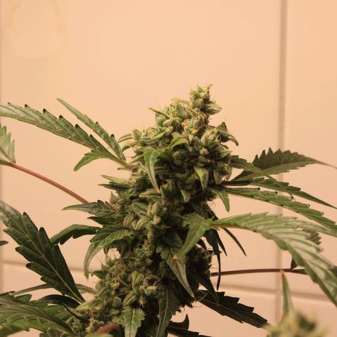 Royal Bluematic growlog timeline photo