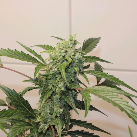 Royal Bluematic growlog timeline photo