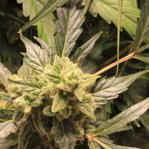 Royal Bluematic growlog timeline photo