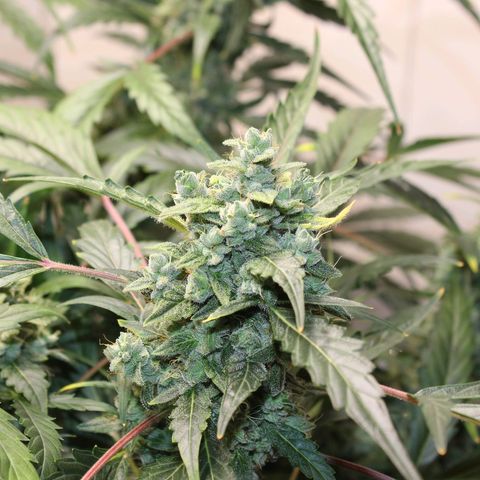 Royal Bluematic growlog timeline photo